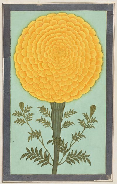 Un Tagete, dal Piccolo Album Clive da Mughal School