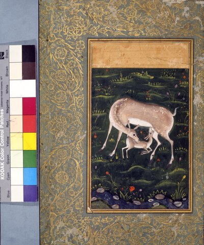 Una cerva che allatta il suo cerbiatto da Mughal School
