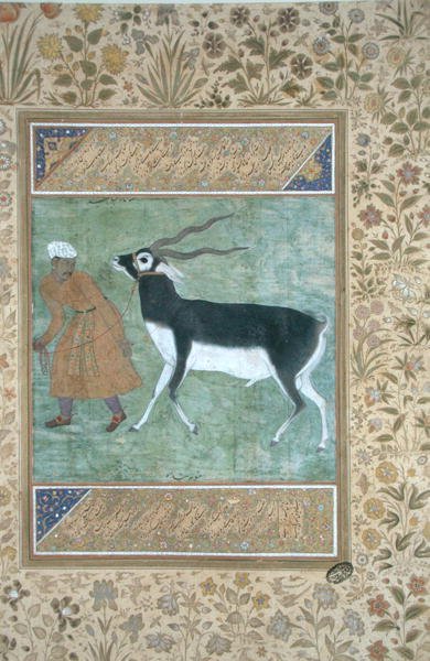 Un cervo nero indiano guidato dal suo custode, c.1616 da Mughal School