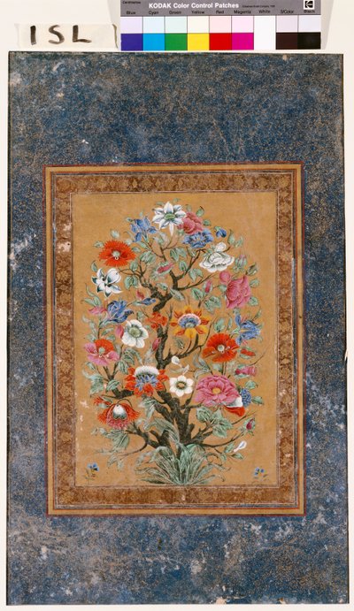 Pianta mitica da Mughal School