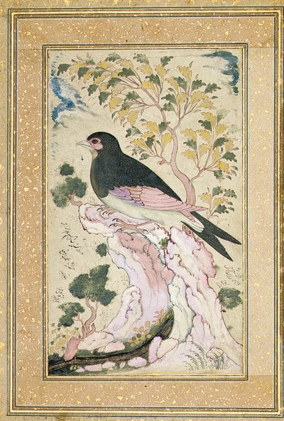 Uccello posato su una roccia, 1684 da Muin Musavvir