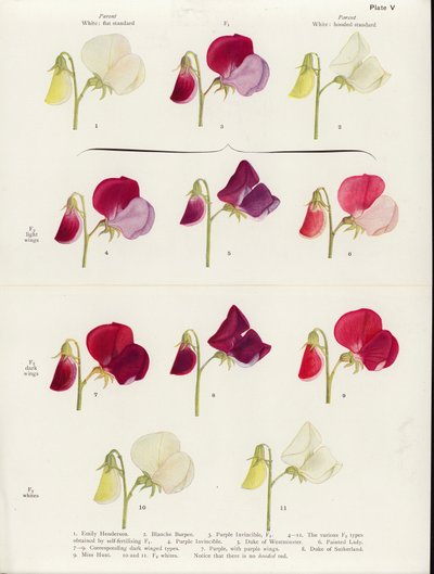 Allelomorfismo spurio nei piselli dolci (litografia a colori) da Muriel Wheldale (after) Onslow