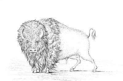 Bufalo, 1841 da Myers and Co