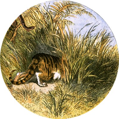Illustrazione per 