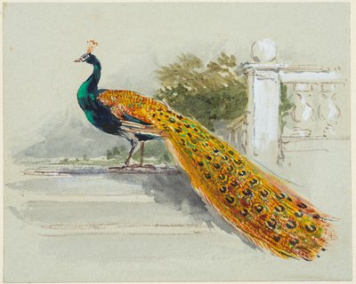 Pavone, c.1640-99 da Myles Birket Foster