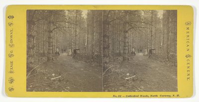 Boschi della Cattedrale, North Conway, N.H. da N.W. Pease