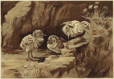 La roccia dei gabbiani da N. Parker