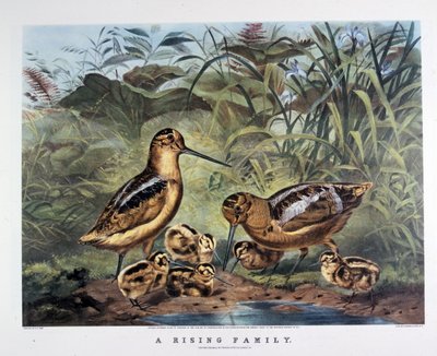 Una Famiglia che si Alza. Di Arthur Tait. 1857 da N. and Ives J.M. (1824 95) Currier