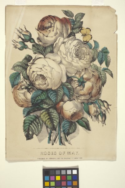 Rose di Maggio da N. and Ives J.M. (1824 95) Currier