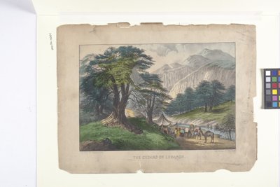 I cedri del Libano da N. and Ives J.M. (1824 95) Currier