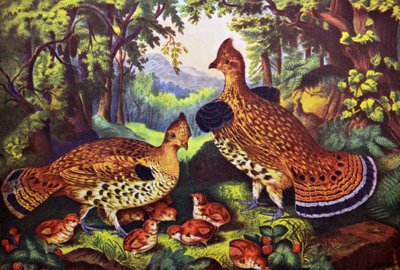 La famiglia felice, gallo cedrone e giovani da N. and Ives, J.M. Currier
