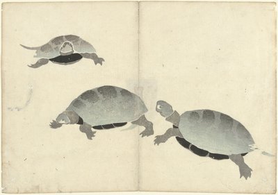 Tre tartarughe da Nakamura Hochu