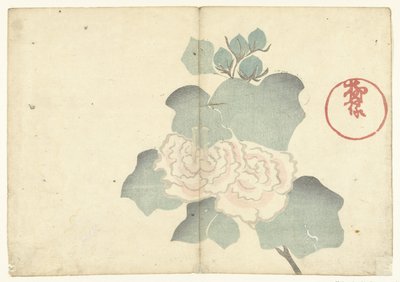 Peonie da Nakamura Hochu