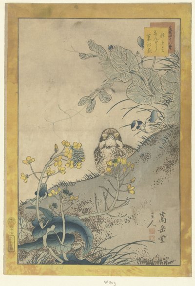 Giovane tordo, pisello in fiore e colza (Quarantotto schizzi) da Nakayama Sugakudo