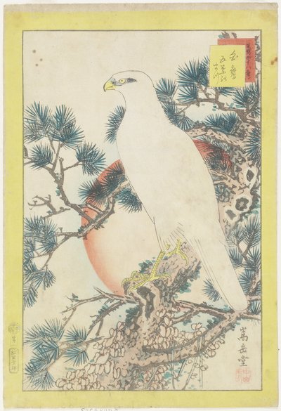 N. 1, Falco bianco e pino a cinque aghi da Nakayama Sugakudo
