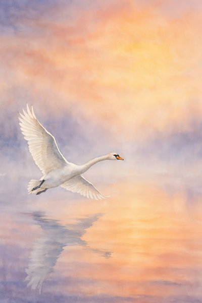 Il riflesso di un maestoso cigno da Natalie Bruns