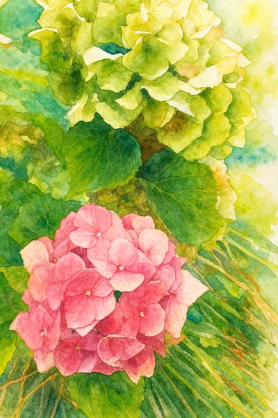 Ortensie rosa e verdi da Natalie Bruns