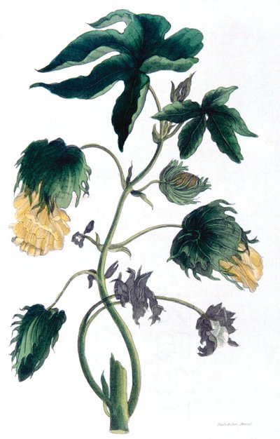 Gossypium - pianta di cotone, 1823 da Neale and Son