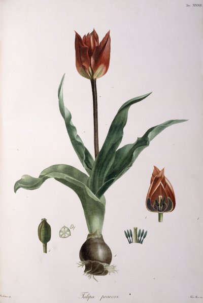 Tulipa praecox, 1811-1829 da Neapolitan School