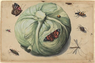 Testa di Cavolo con Insetti da Netherlandish 17th Century