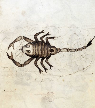 Sloane 3983. Folio No: 23 Il segno zodiacale dello Scorpione da Netherlandish School