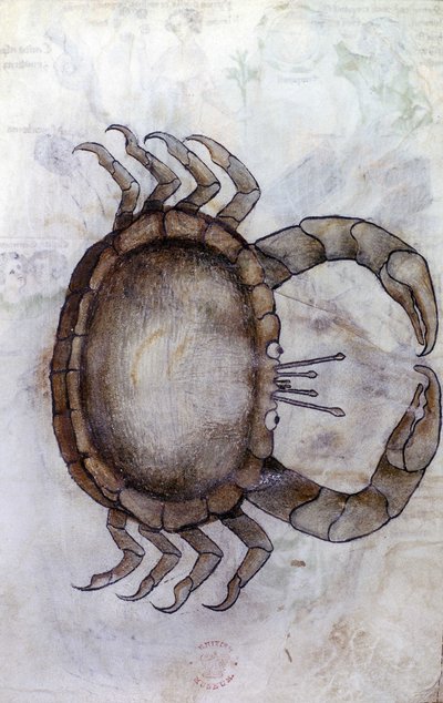 Sloane 3983 f.14v, Un granchio, segno zodiacale del Cancro da Netherlandish School