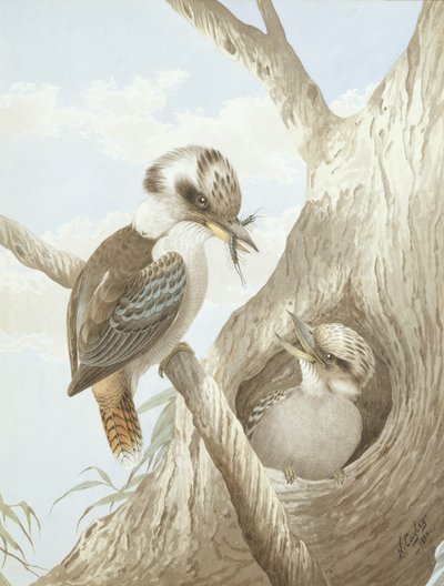 Kookaburra che si nutrono in un nido in un albero, 1892 da Neville HP Cayley