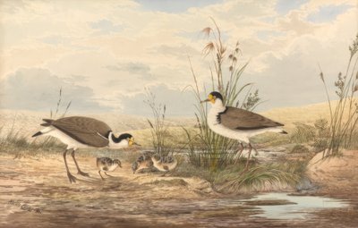 Vanellus miles da Neville Henry Cayley