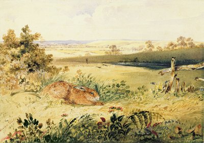 Lepre in un paesaggio, 1827 da Newton Fielding