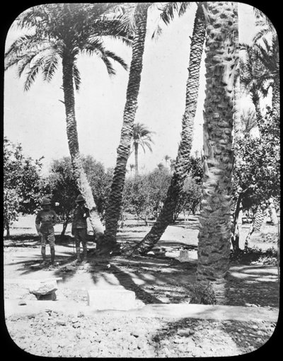Giardino del Generale Gordon, Khartoum, Sudan, c1890 da Newton and Co