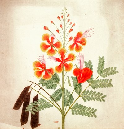 Studio di fiori, c.1840 da Nicholas Tomlinson