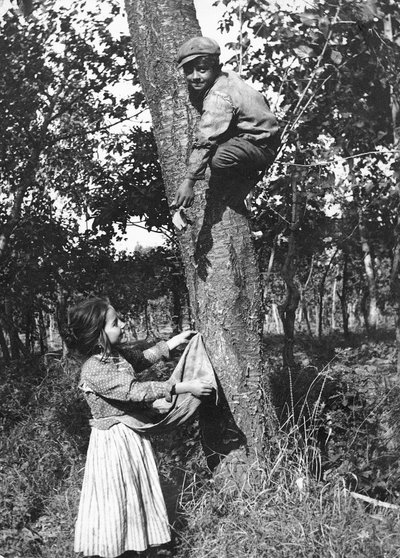 Un ragazzino su un albero da frutto raccoglie frutti per una bambina, Molise da Nicola Biondi