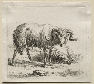 Animalia: Ariete e pecora da Nicolaes Berchem