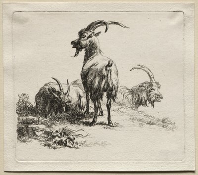 Animalia: Tre capre da Nicolaes Berchem