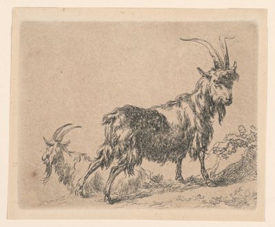 Due capre, da "Animalia" di Berchem [Animalia ad vivum delineata et aqua forti aeri impressa Studio et Arte Nicolai Berchem] da Nicolaes Berchem