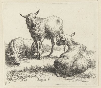 Tre pecore (Animali disegnati dal vivo e incisi all
