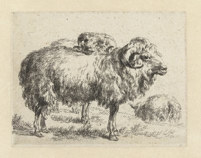 Due arieti e una pecora (serie di pecore e animali disegnati dal vivo e incisi all