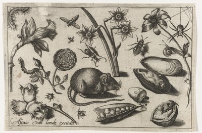 Fiori, un topo, insetti e una conchiglia da Nicolaes de Bruyn (possibly)