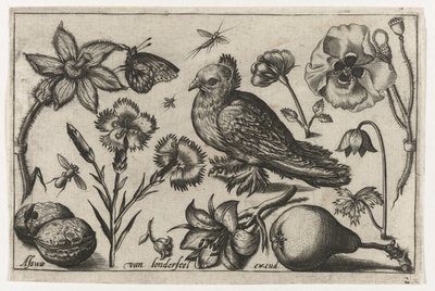 Fiori, una pera e una colomba da Nicolaes de Bruyn (possibly)