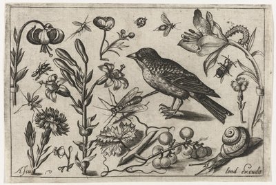 Fiori, una lumaca e un uccello da Nicolaes de Bruyn (possibly)