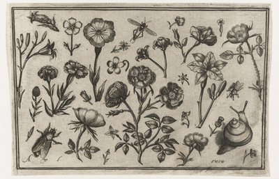 Fiori, una mosca e una lumaca da Nicolaes de Bruyn (possibly)