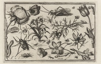 Fiori e insetti (Uccelli, fiori, insetti ecc.) da Nicolaes de Bruyn (possibly)