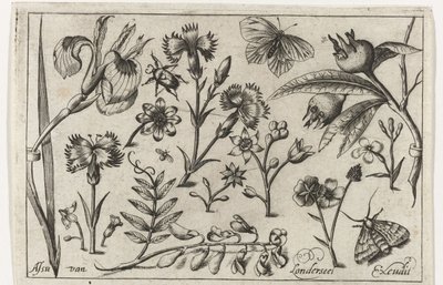 Fiori e farfalle da Nicolaes de Bruyn (possibly)