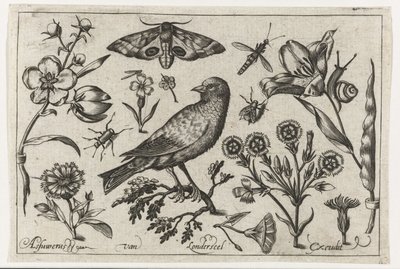 Fiori, insetti, pavone notturno e un corvo (serie di uccelli, fiori, insetti ecc.) da Nicolaes de Bruyn (possibly)