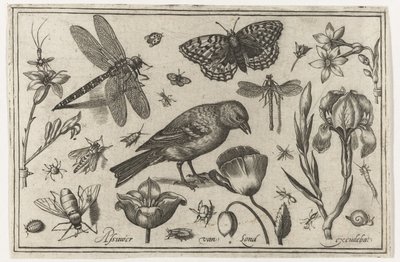 Fiori, libellula e uccello da Nicolaes de Bruyn (possibly)