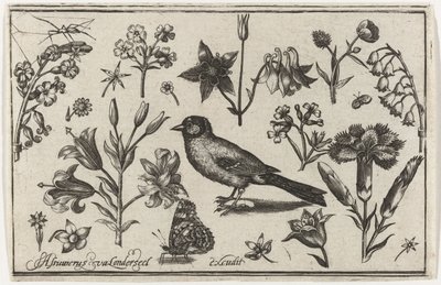 Fiori, farfalla e un uccello da Nicolaes de Bruyn (possibly)