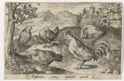 Tre galline e due galli. Uccelli e insetti (titolo della serie) da Nicolaes de Bruyn