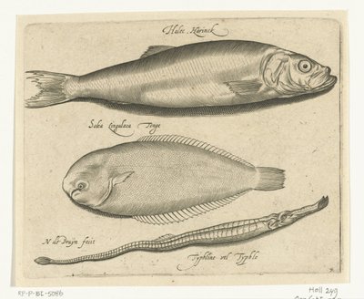 Aringa, sogliola e pesce ago da Nicolaes de Bruyn