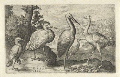 Cicogna, gru, airone e spatola da Nicolaes de Bruyn
