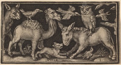 Gufo sulla schiena dell